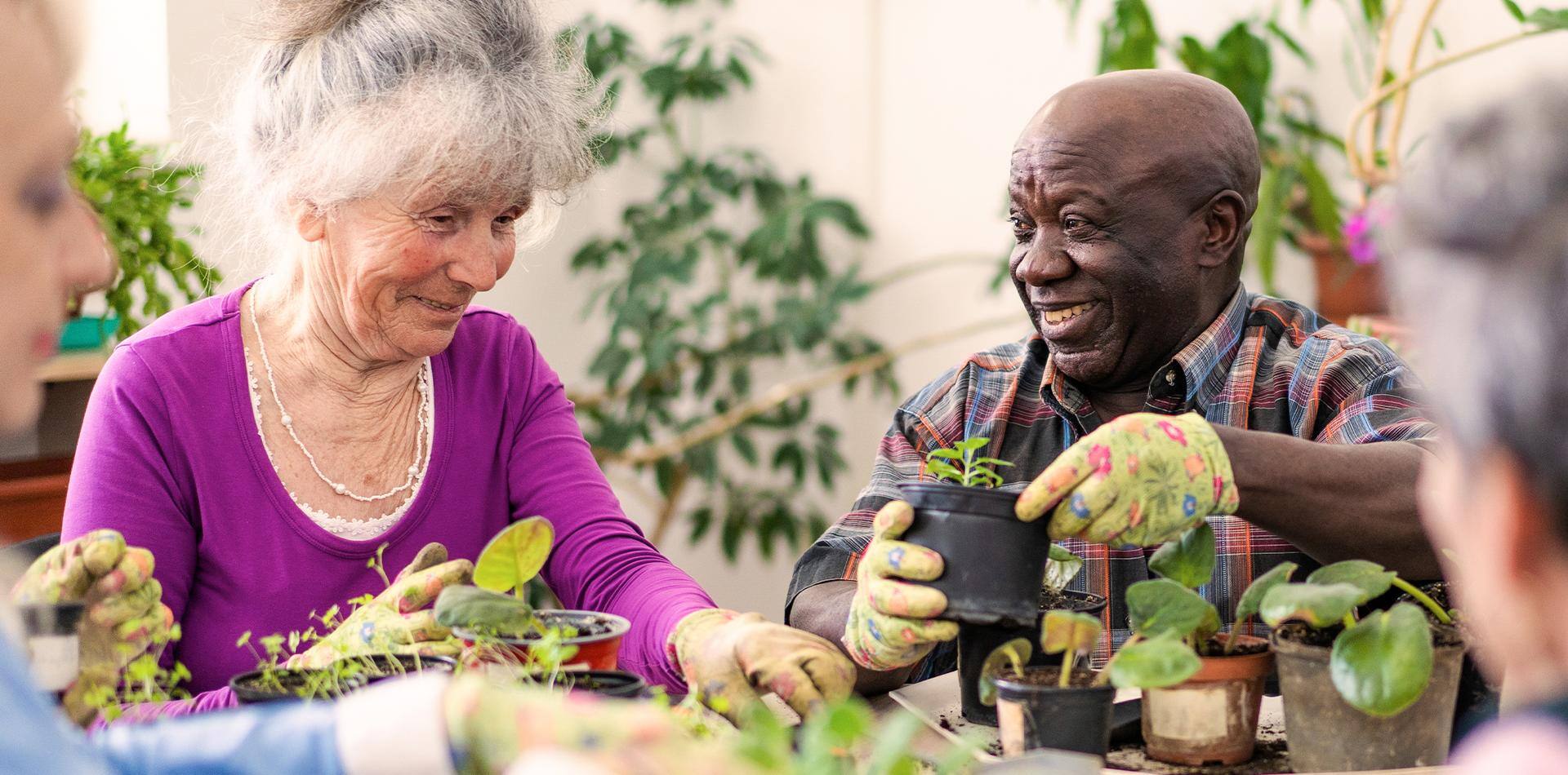 Older man enjoys gardening with friends. 